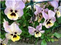 maćuhice - lat. Viola x wittrockiana (multiflora)